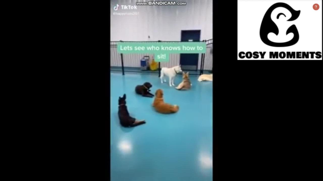 FUNNY ANIMAL VIDEOS - CUTE PET TIKTOK COMPILATION