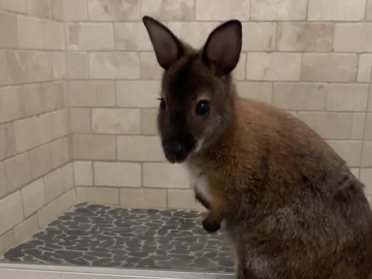 The wallaby ran to the bathroom
