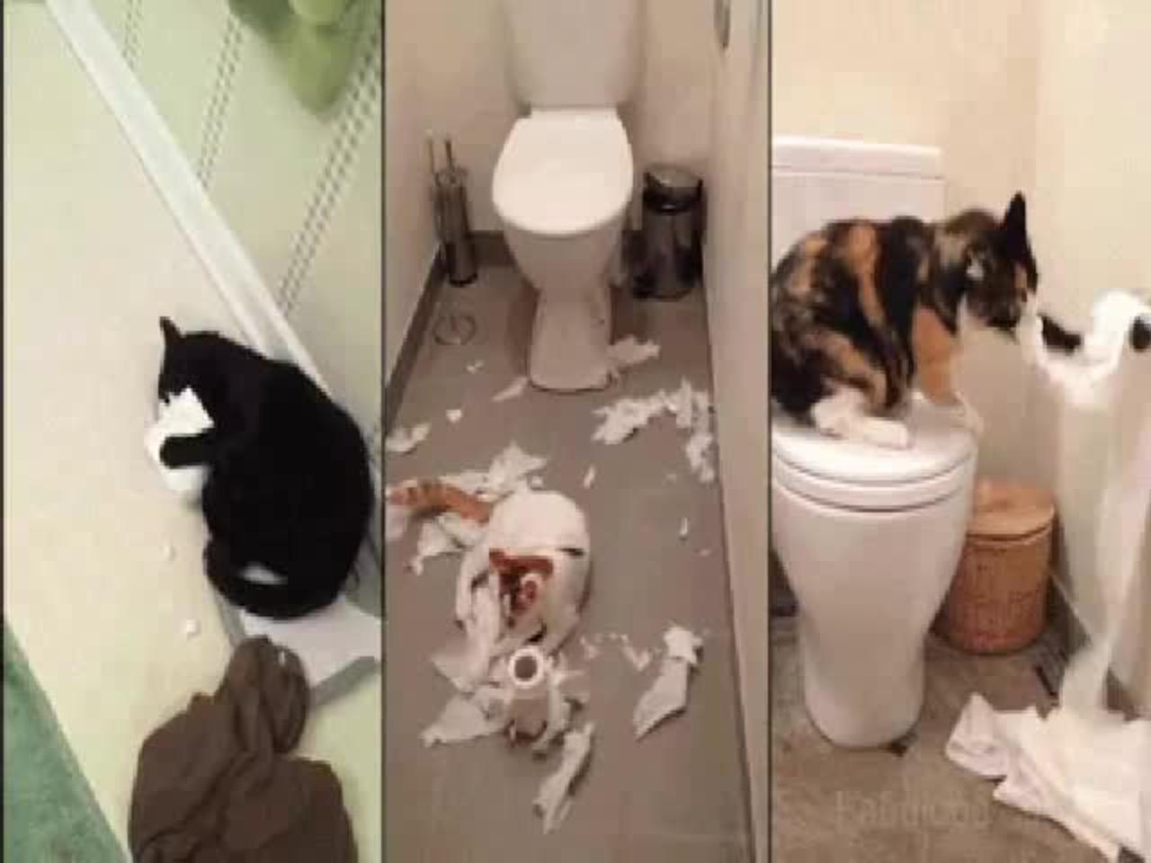 Funniest Dog And Cat Videos Of The Day