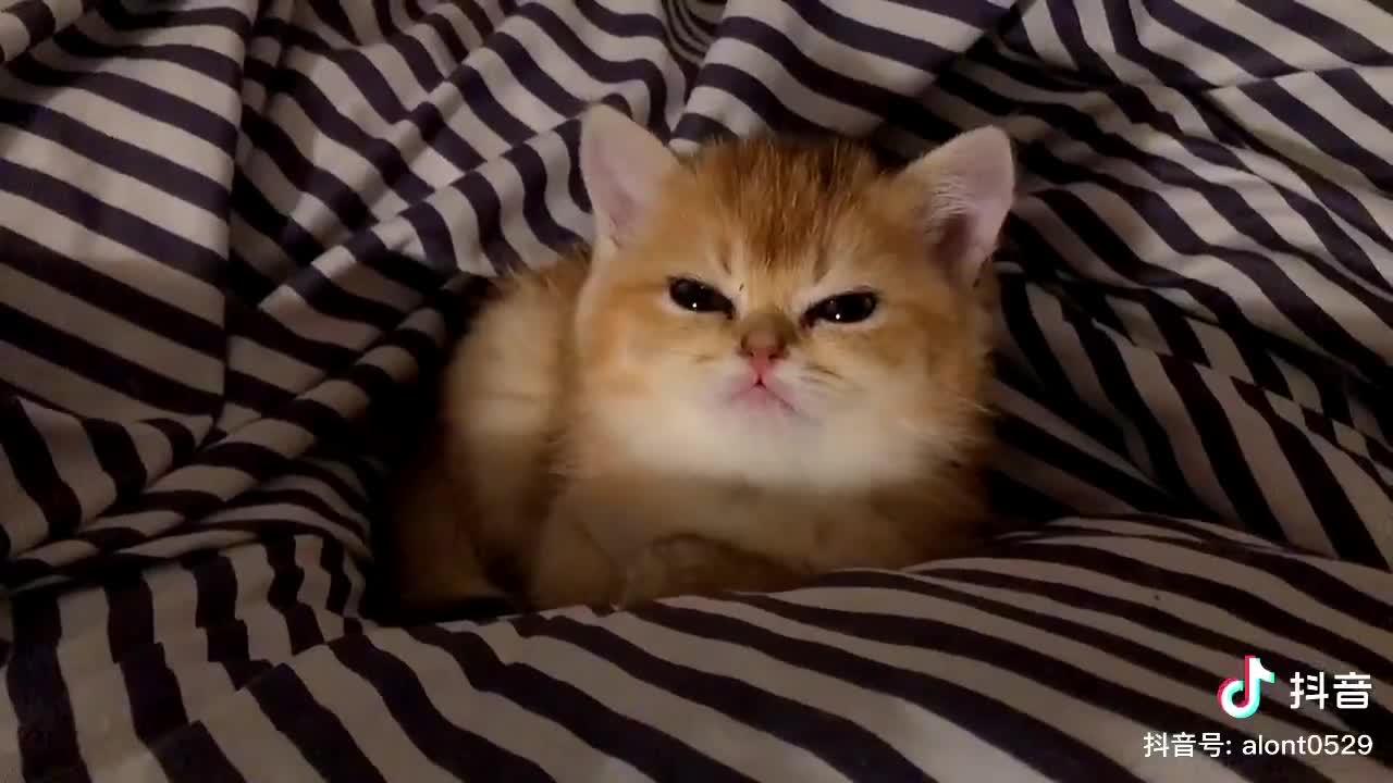 Baby Cats - Cute and  Funny Cat Videos Compilation &15 || Cutest Kitten