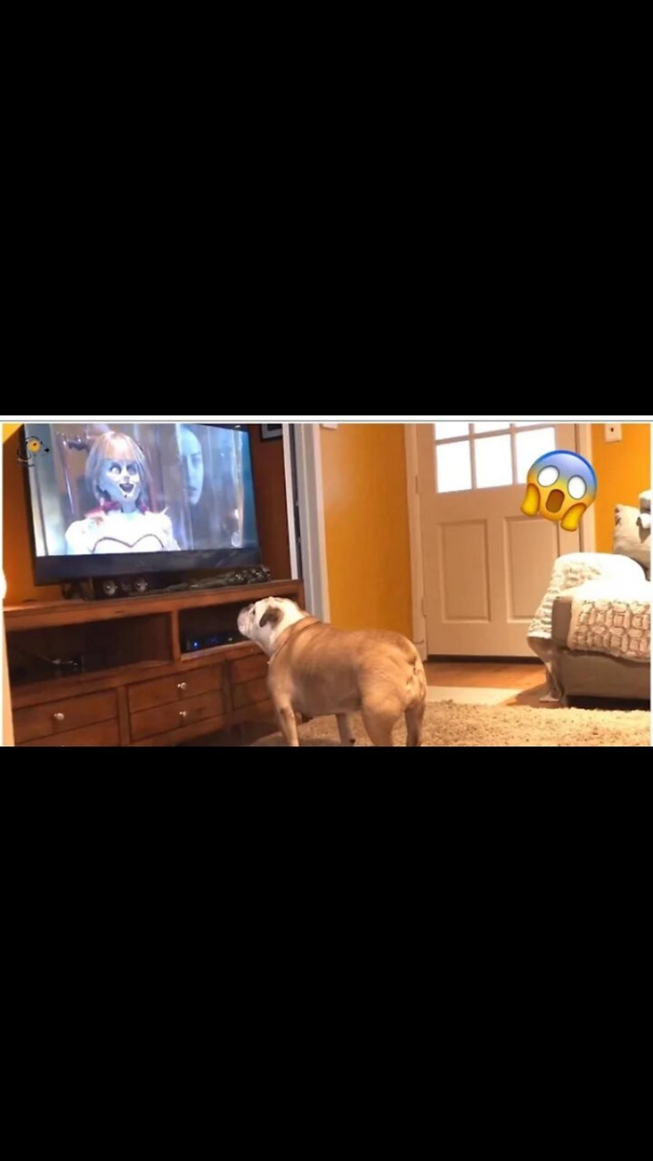 AWW SO FUNNY😂😂 Super Dogs And Cats Reaction Videos (Honest Audio)
