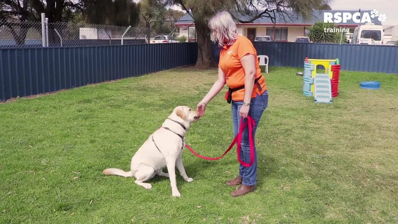 how to training dog basic