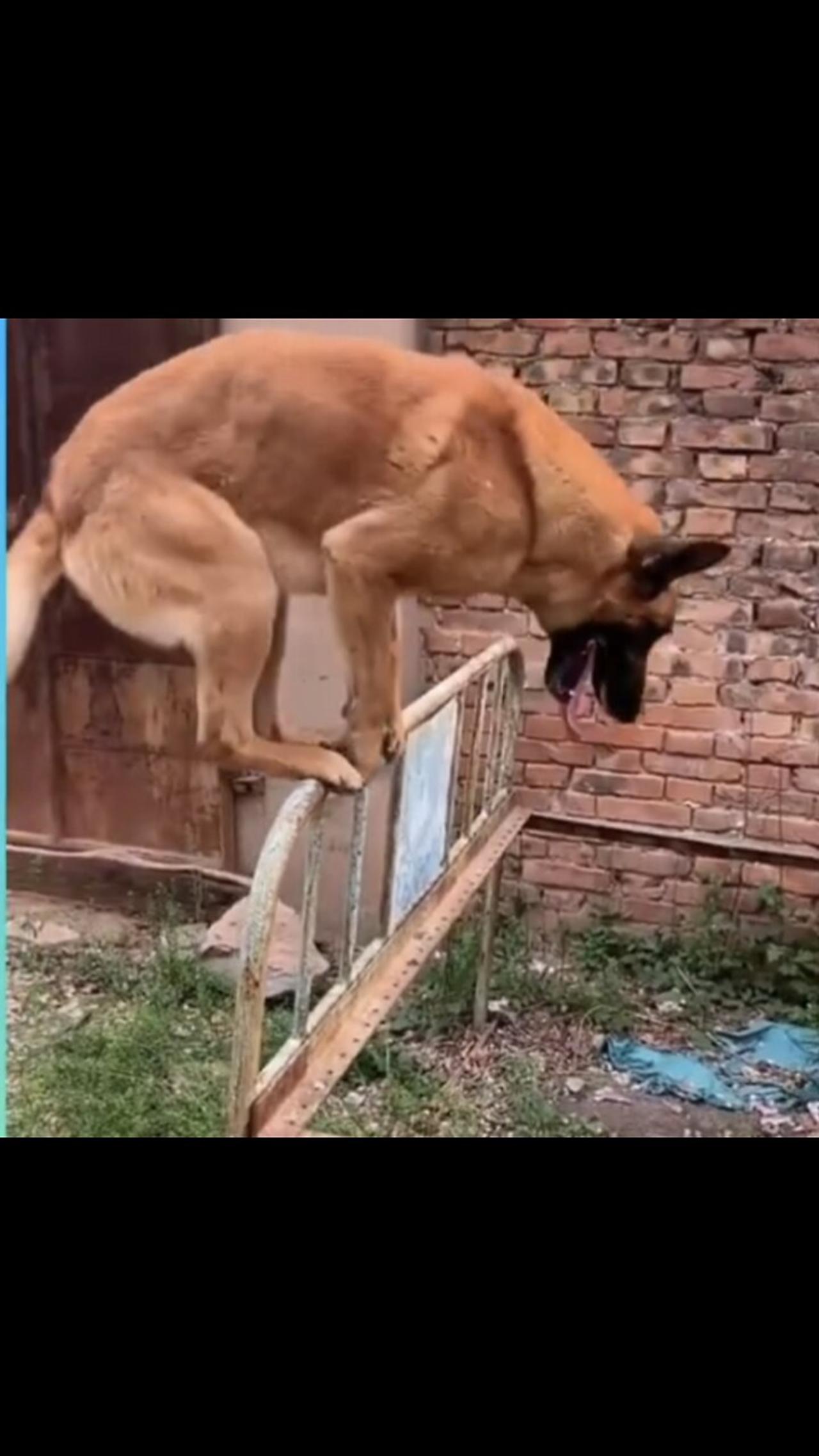 Dog Hi jump Training