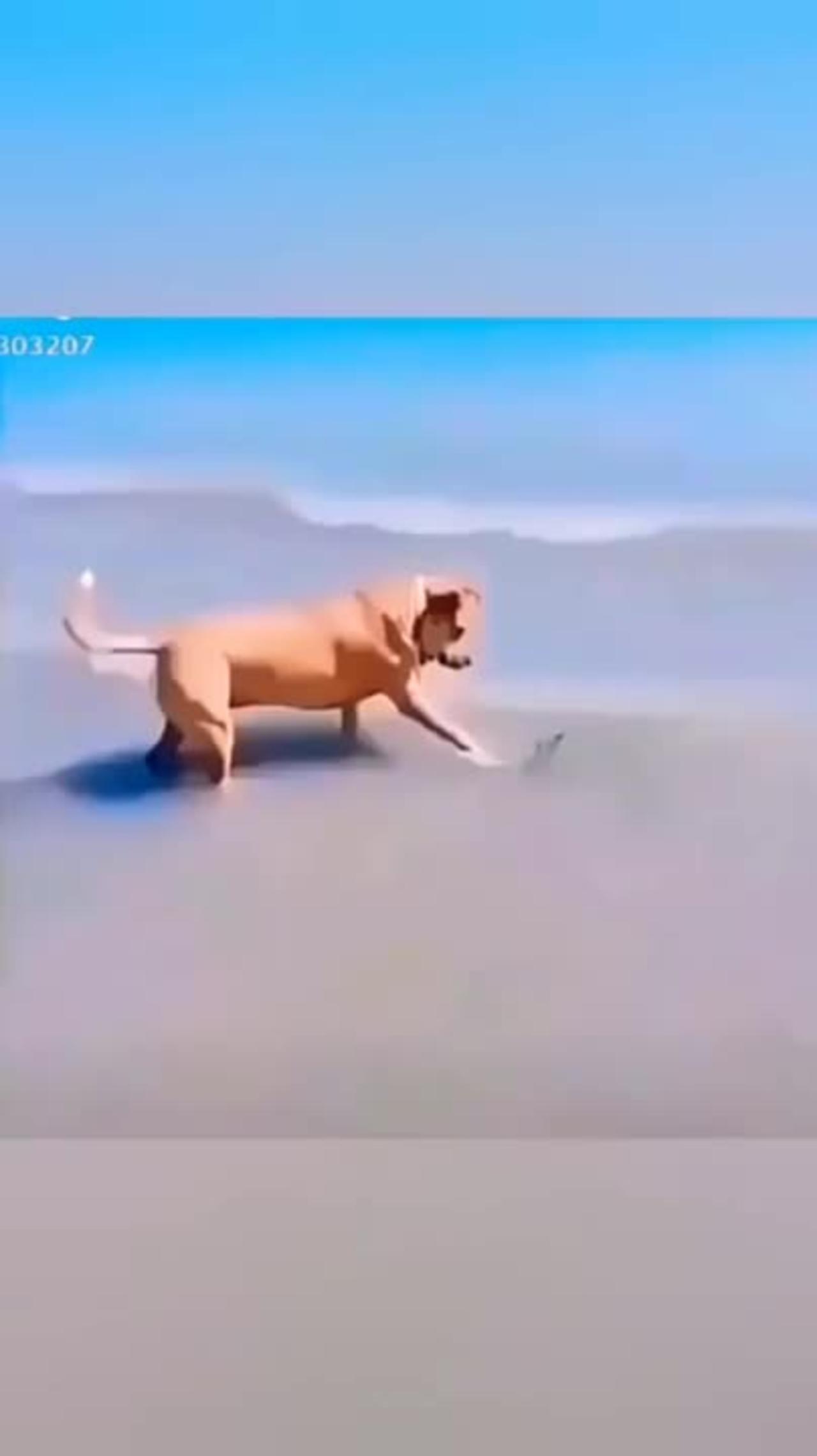 funny moments dogs