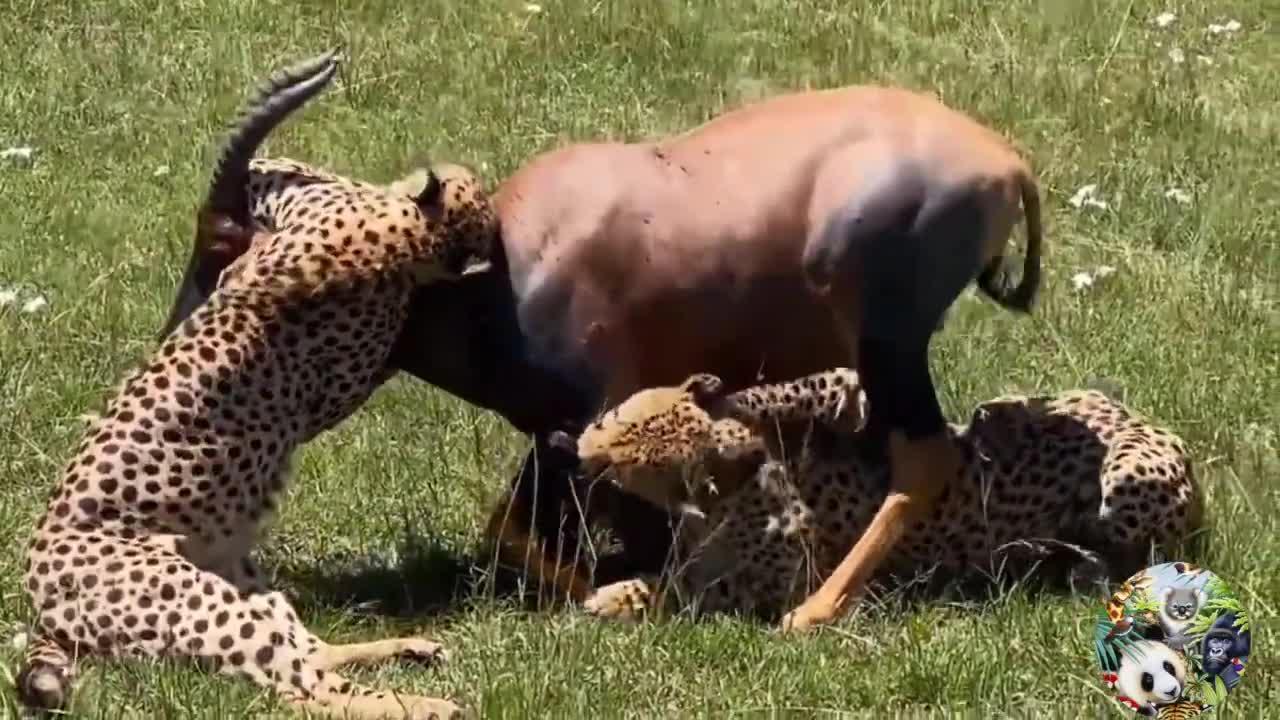 13 Scary Moments Wild Animals Attack their Prey