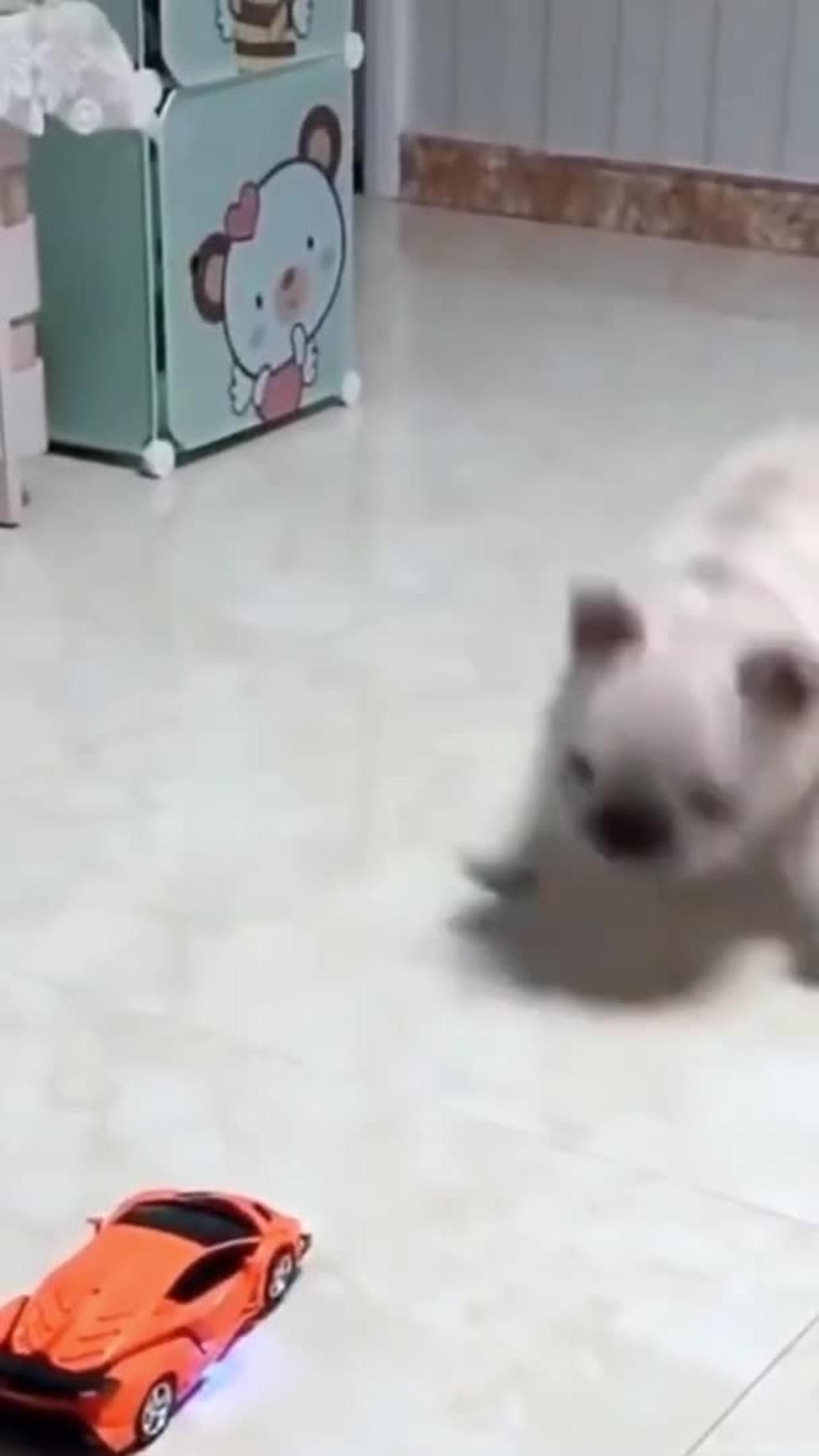 funny Cat And Dog
