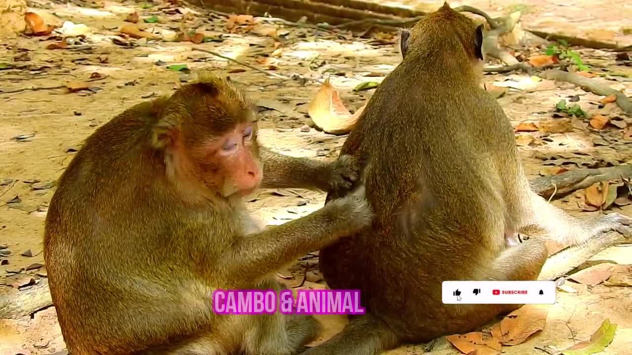 Wild Monkey  Poor Adorable Babies MonkeyLife in Angkor Wat ,Baby So Cute , CAMBO & ANIMAL VDO 81
