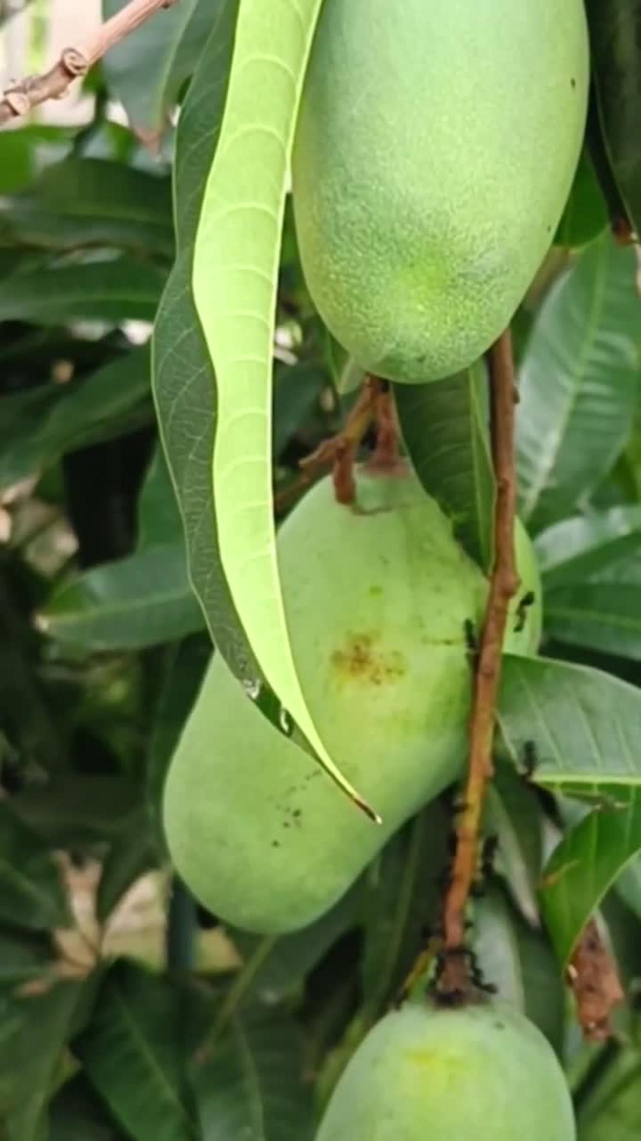 Viral short-How to connect the mango tree with double legs
