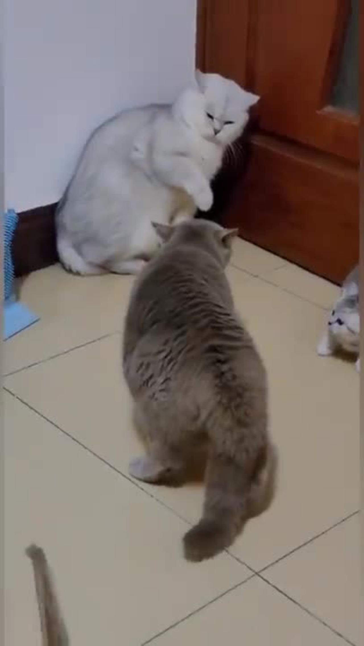 Funny 🤣 cat! Try not to laugh