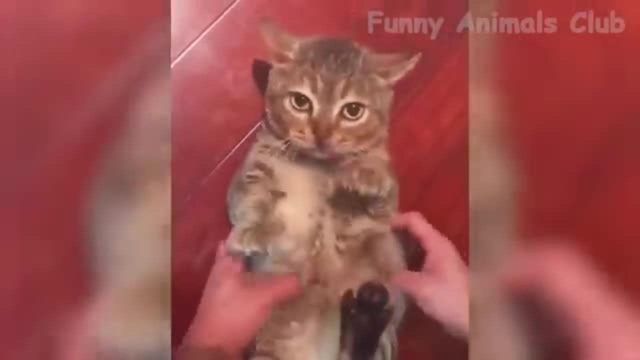 Funniest Animals Video - Best Dogs-- and Cats-- Videos of the Month