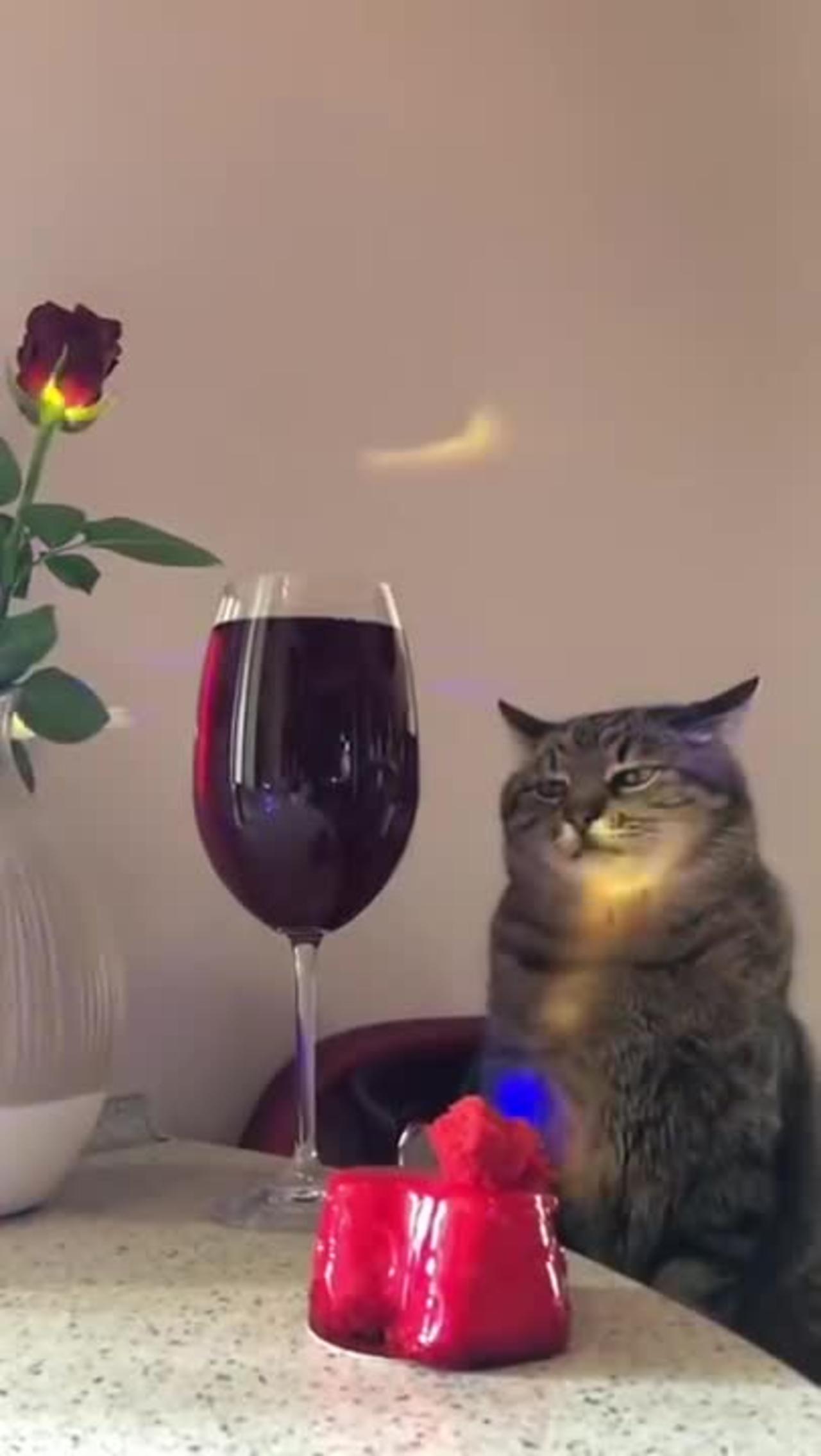 This Beautiful Cute Cat 🐱 is heartbroken _ Sad Cats Funny Videos