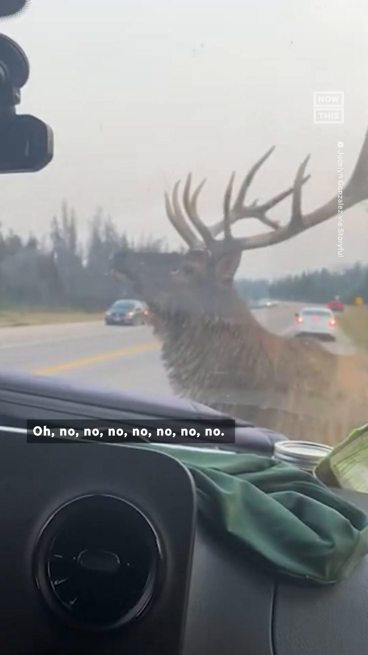 Elk and Motorist Couple Have Intense Stare Down