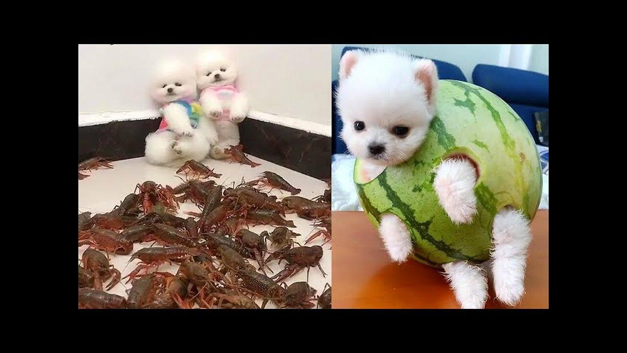 Best funny Animal videos 2022 newest cats & dog video of the week