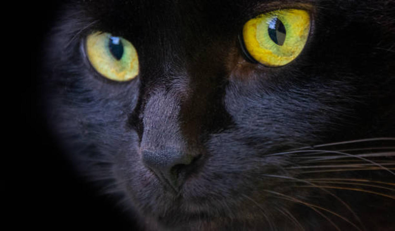 Black Cat Folklore and Superstitions: Explained (National Black Cat Day)