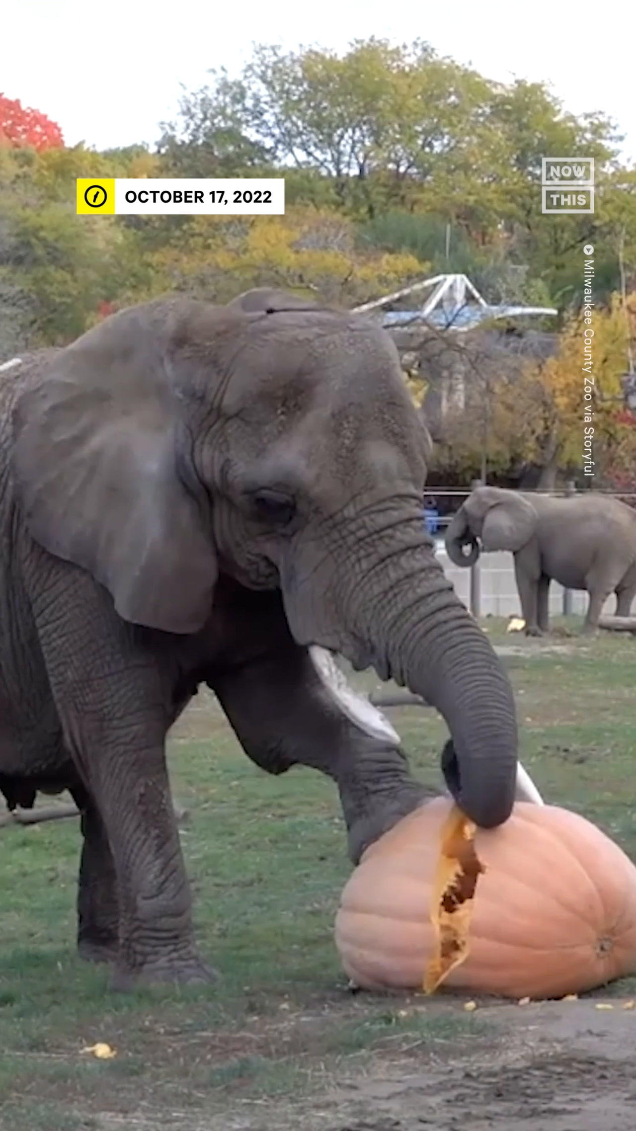 Milwaukee County Zoo Elephants Celebrate With Annual Pumpkin ‘Smash and Squash’