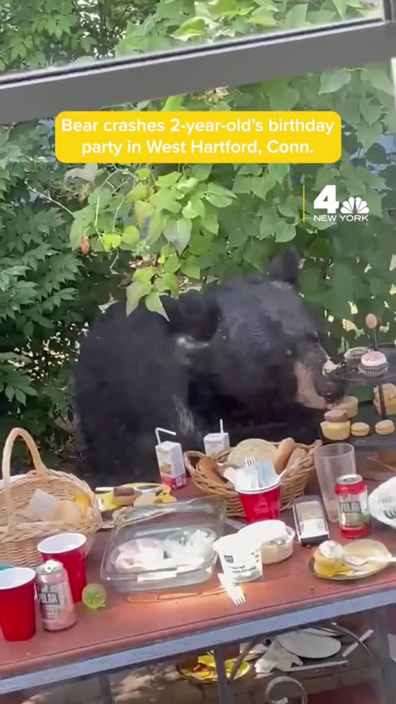 A black bear started sniffing the party guests at Cyrus