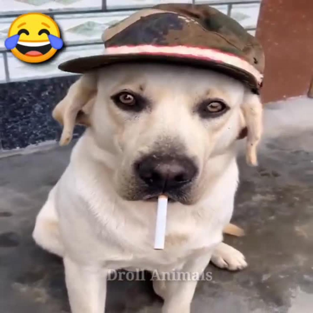 New Cute Dog Videos 2022: Funny Dog Videos
