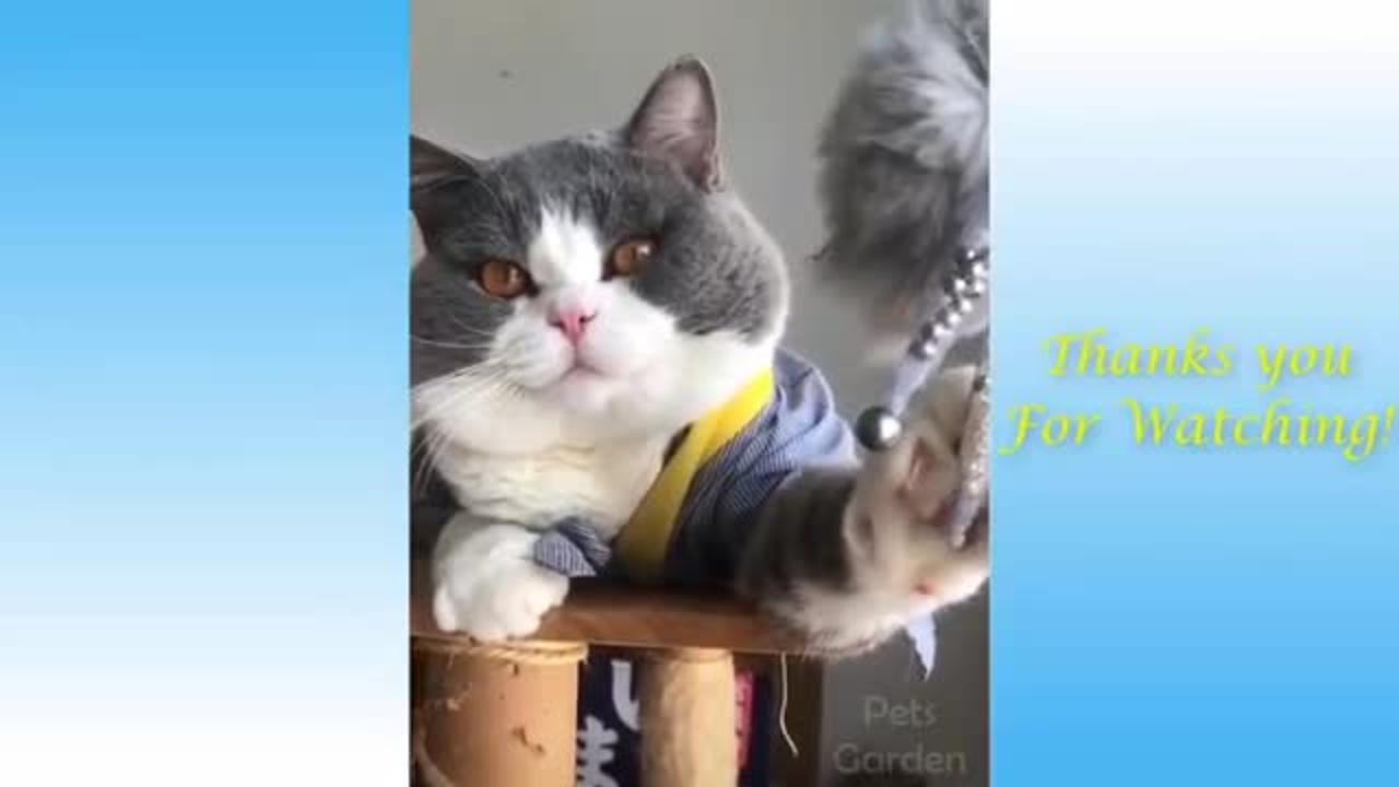 Funny Animals And Cute Pets💗