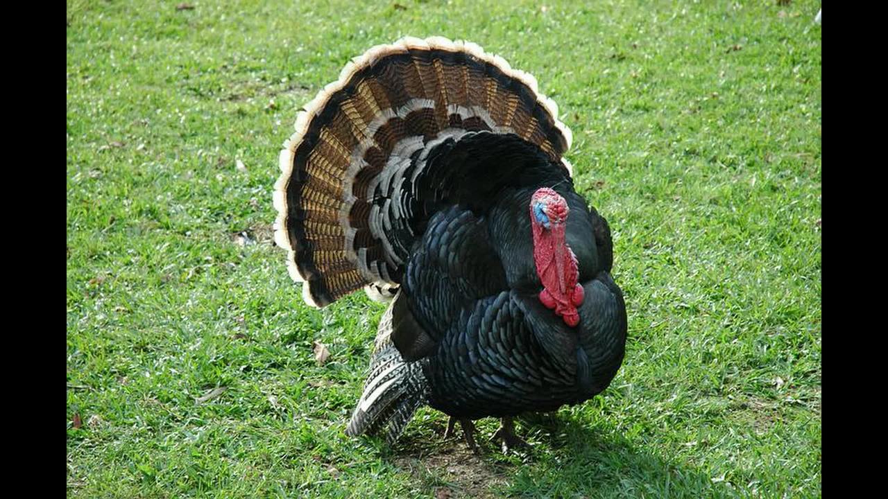 USDA Confirms Highly Pathogenic Avian Influenza in Backyard Non-Poultry Flock in Rhode Island