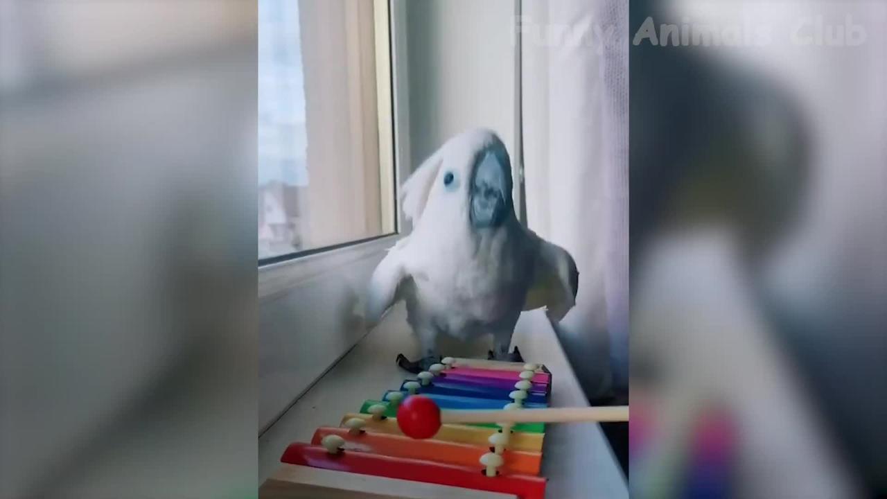 Funny animal video