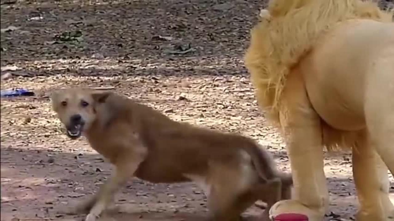 Troll prank dog vs fake funny lion