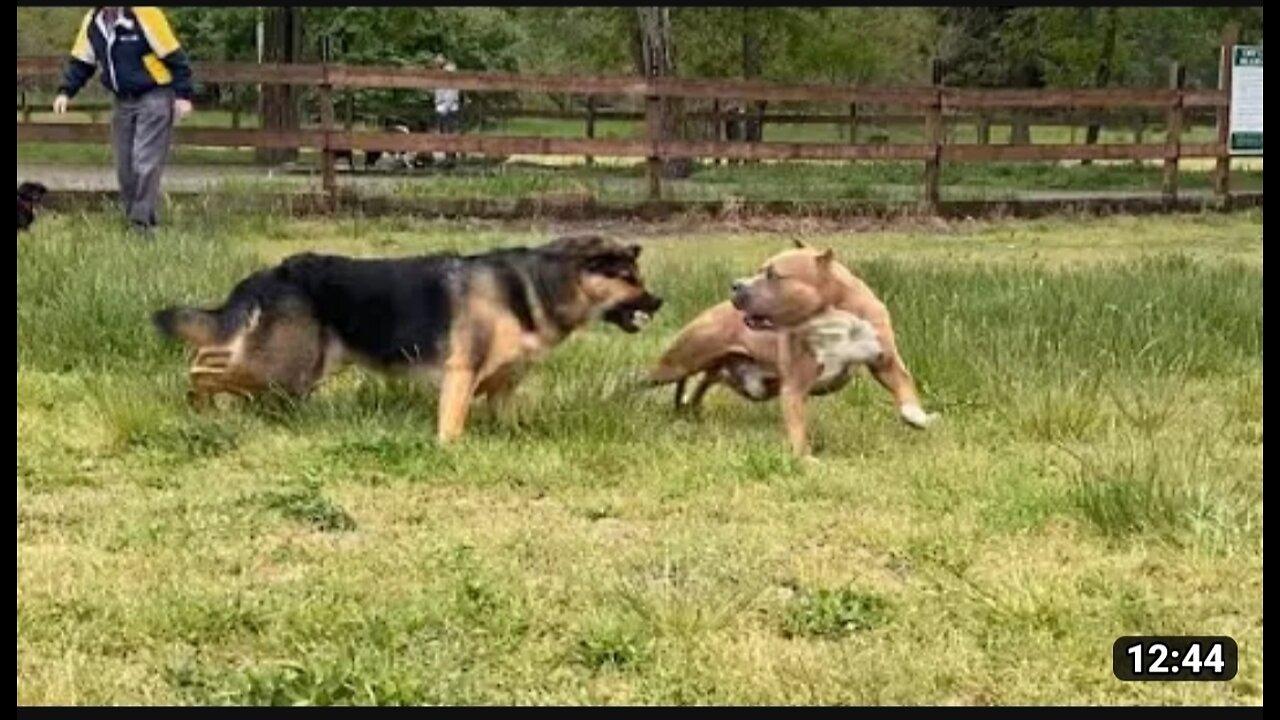 German shepherd attack on Pitbull