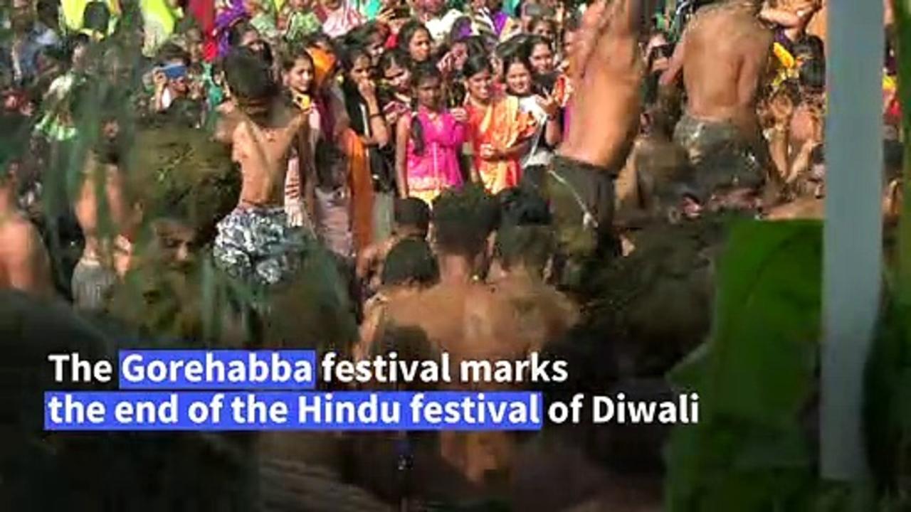 A cow dung fight to celebrate a Hindu god in India