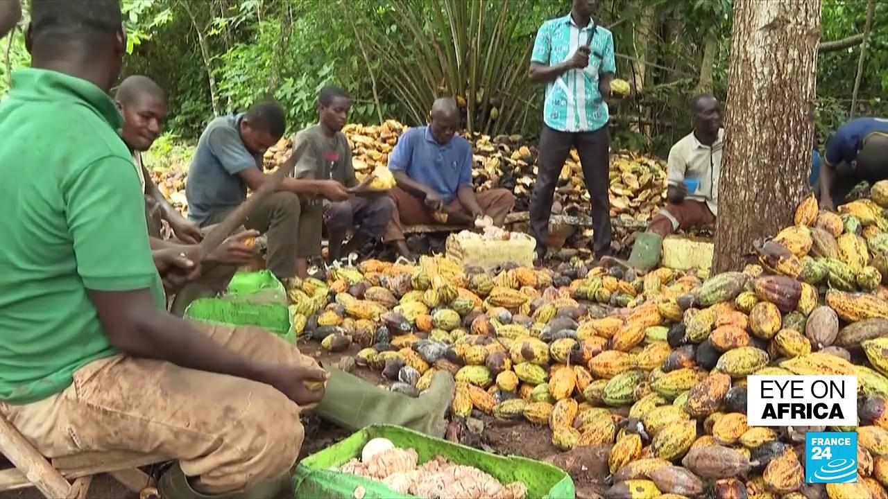 Cocoa Foundation meeting: Ivory Coast and Ghana boycott event over price dispute
