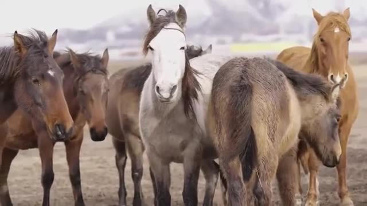 Cute And Funny Horse Video Compilation : Cute Moment Of The Horses  🤗