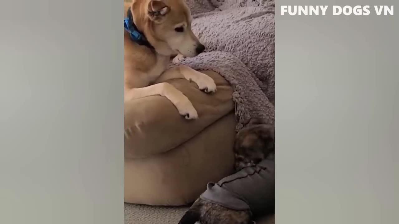 Funniest animal's vedio, dogs and cats vedio -Try not to laugh animals 2022