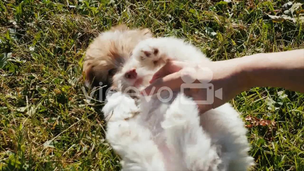 Cute dogs video | Dog playing | Playing with owners | Relaxing video