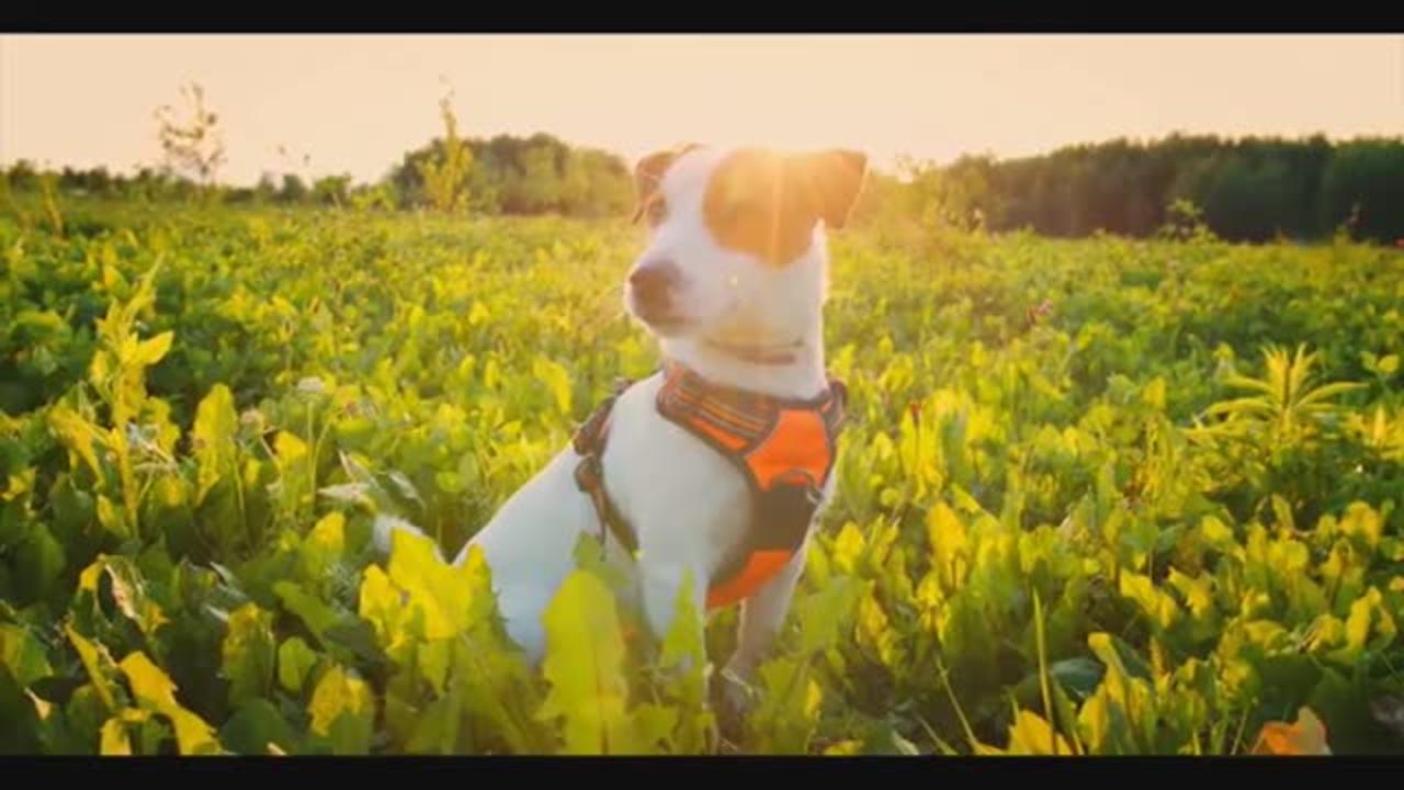 ( World Cute Animal ) Dogs Singing Song _ Dogs Funny Video