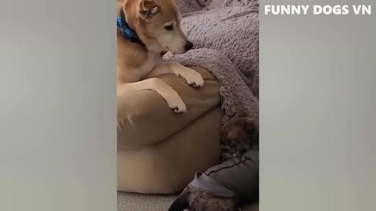 Animals Very Funny Videos - Cats & Dogs