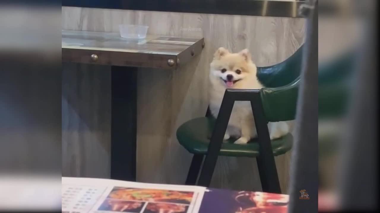 Cute & Funny Dog Videos