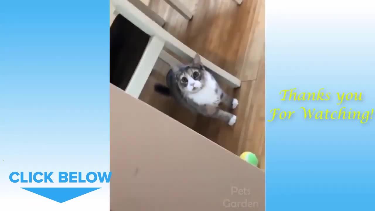 Funny Animals Compilation | Funny Moments | Funny Pets