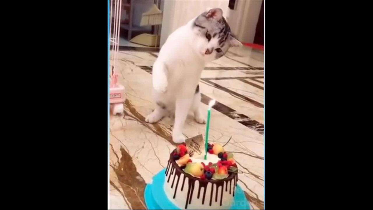Funny people🤸🏼, Funny dogs🐶 and Funny cats🐱Funny Animals🦄 part 4
