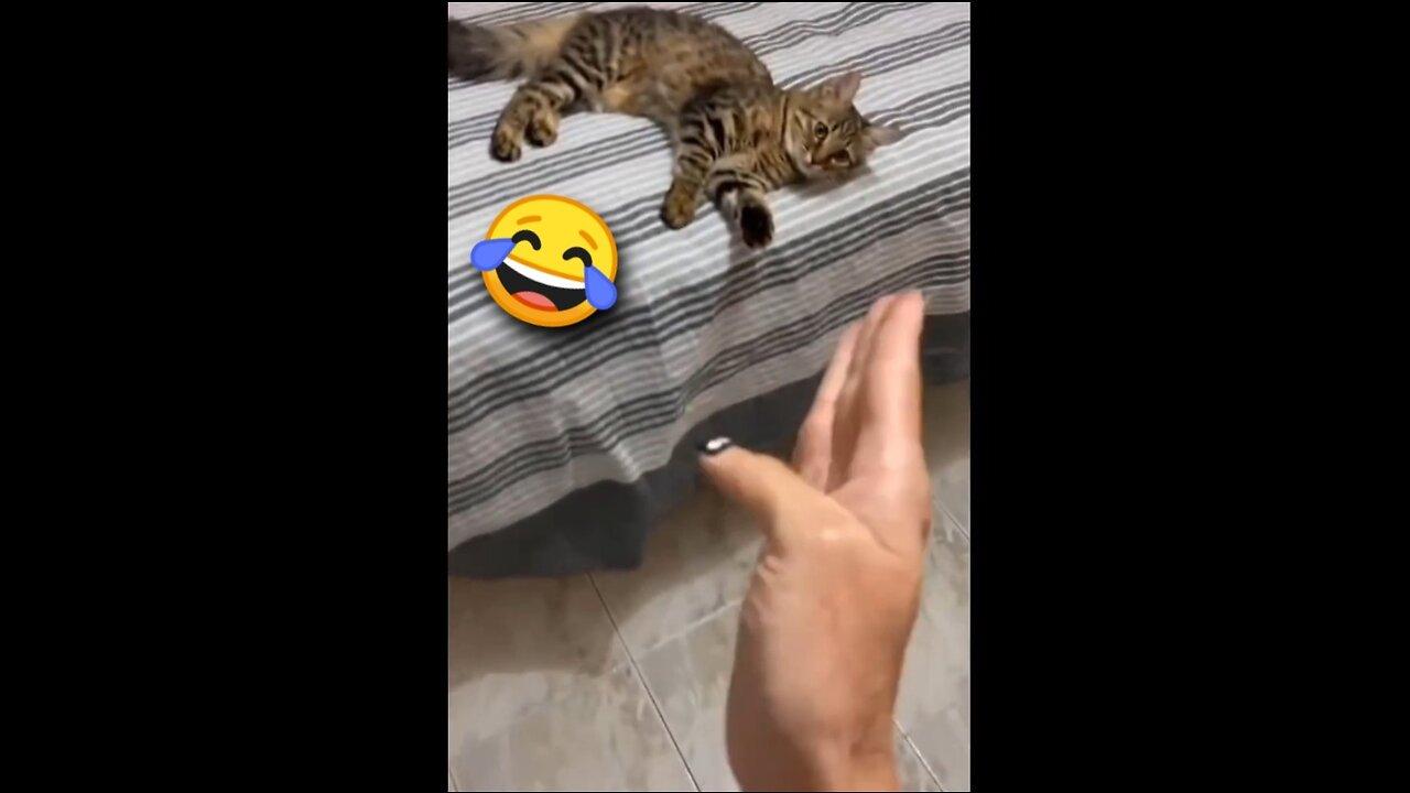 😂 You definitely laugh , i believe in it - Funniest cats video😂