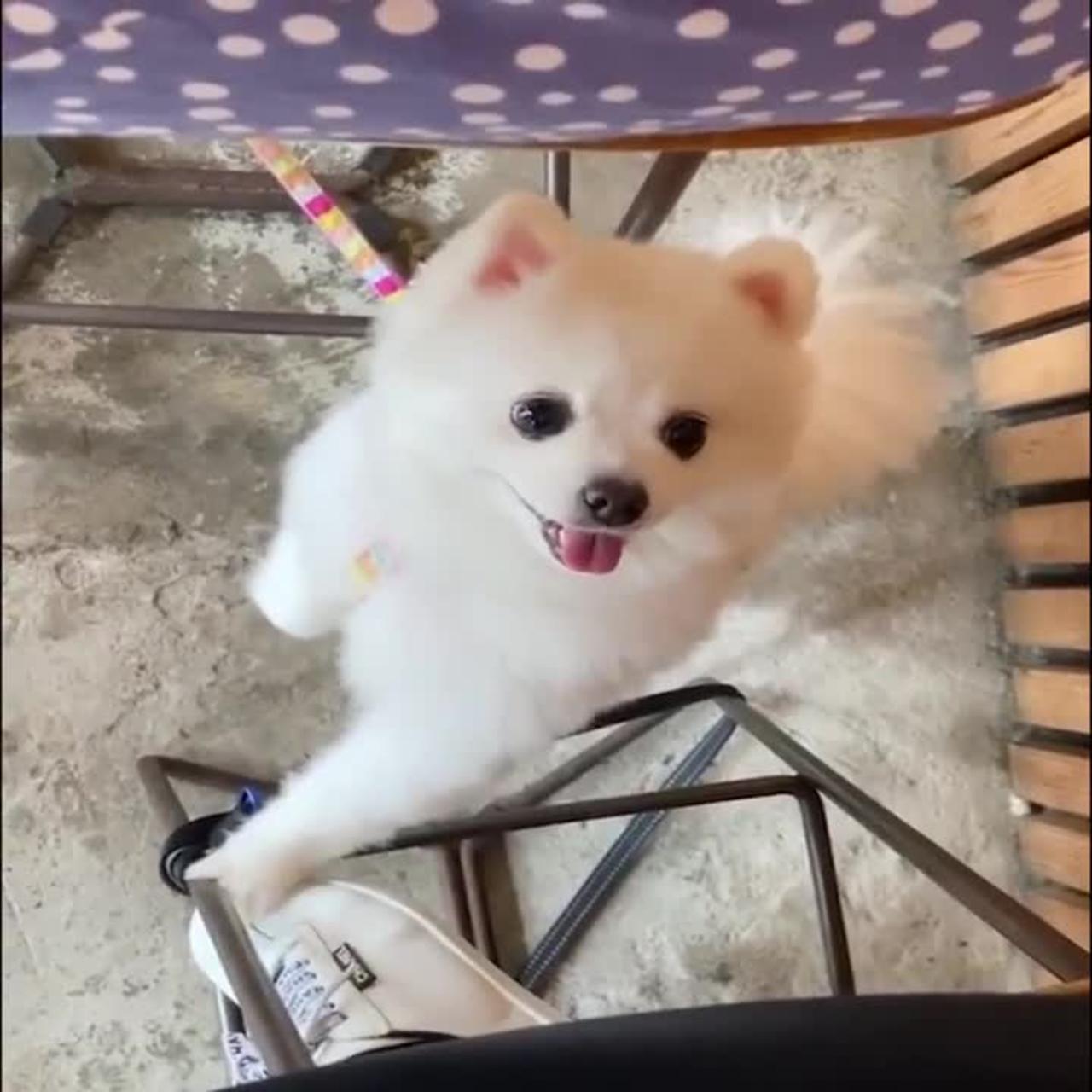 Dogs Funny Videos- Cute Dog Video - Mini Pomeranian Funny Dogs