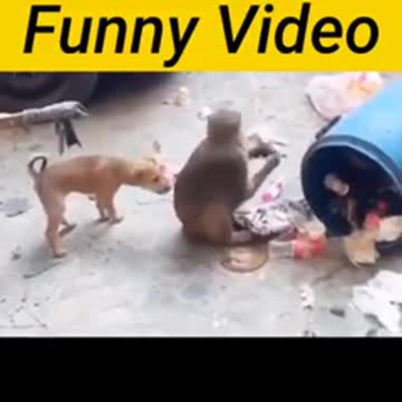 Dog with monkey funny video