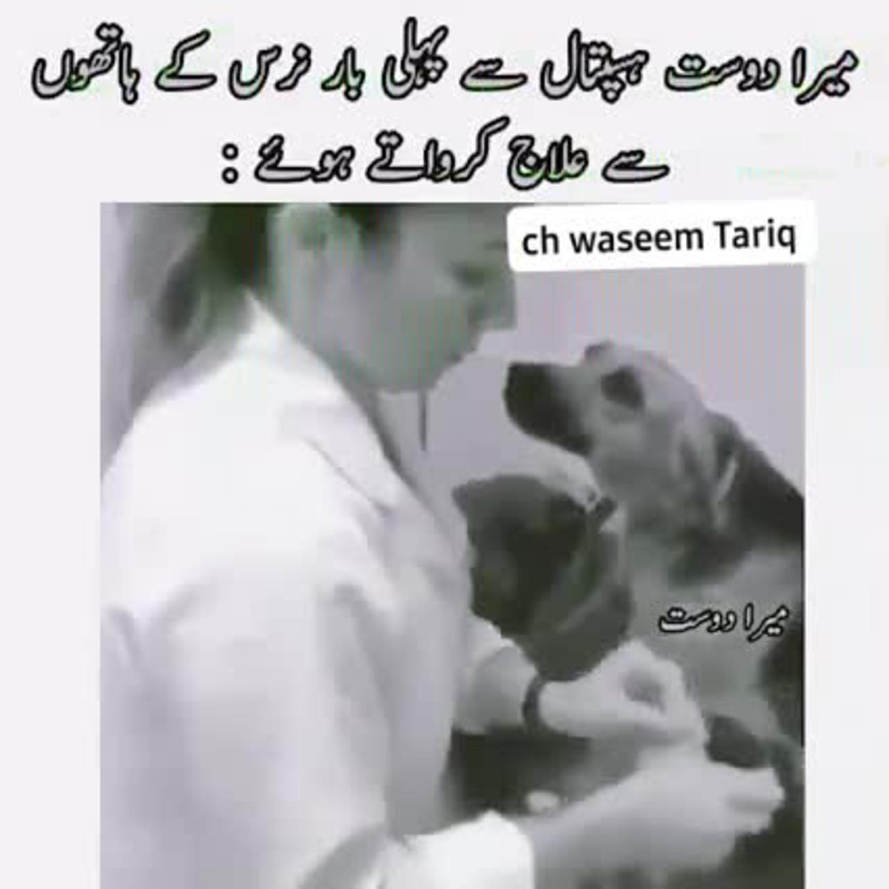 Funny moments of Dog when he see beautiful nurse 💟