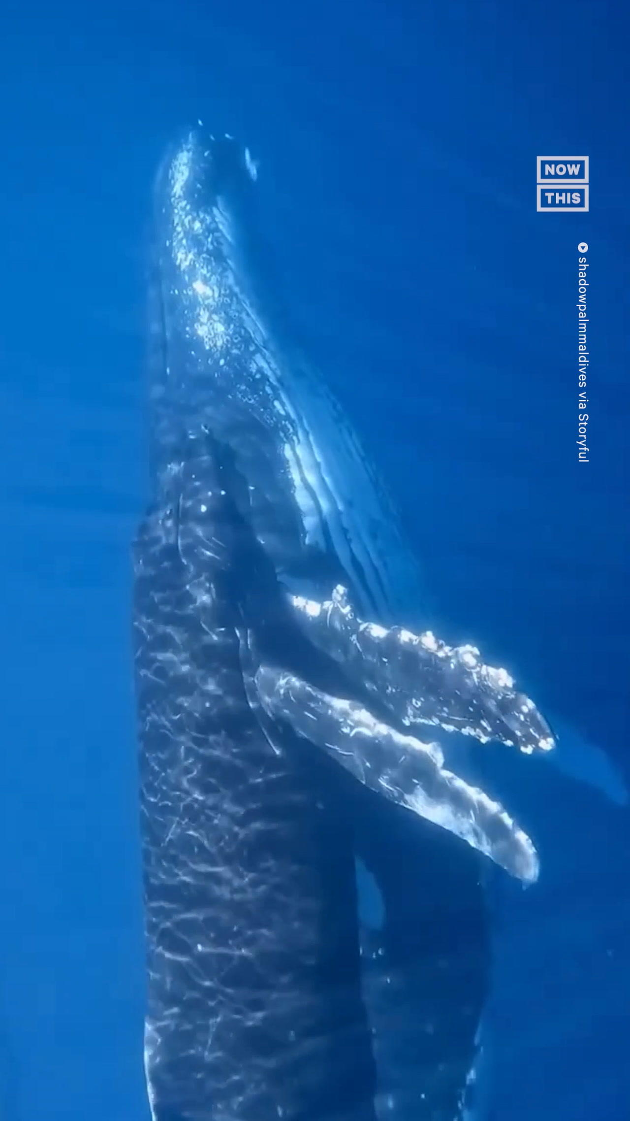 Snorkelers Have Incredible Encounter With Whale & Her Calf
