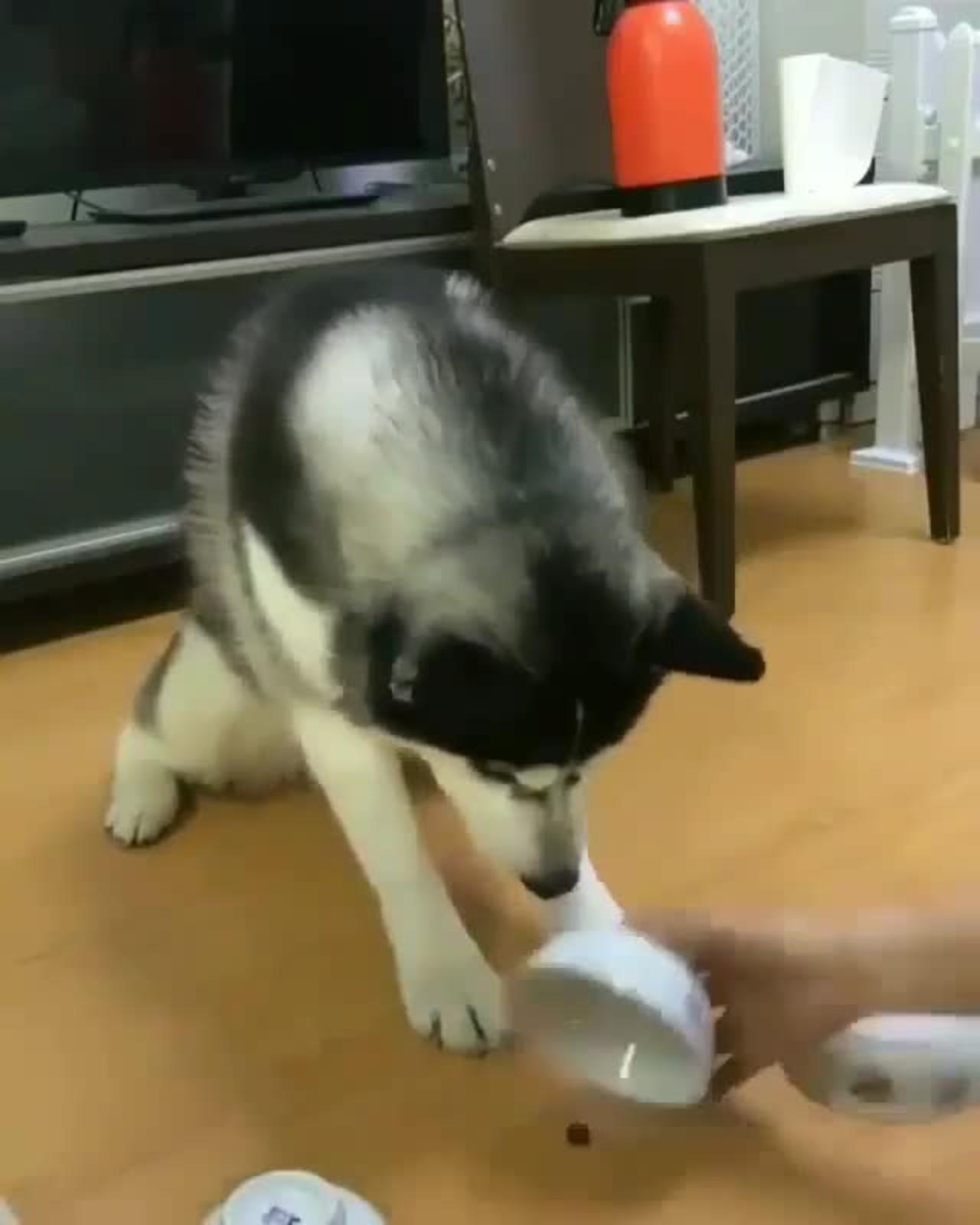 Clever and cute dog