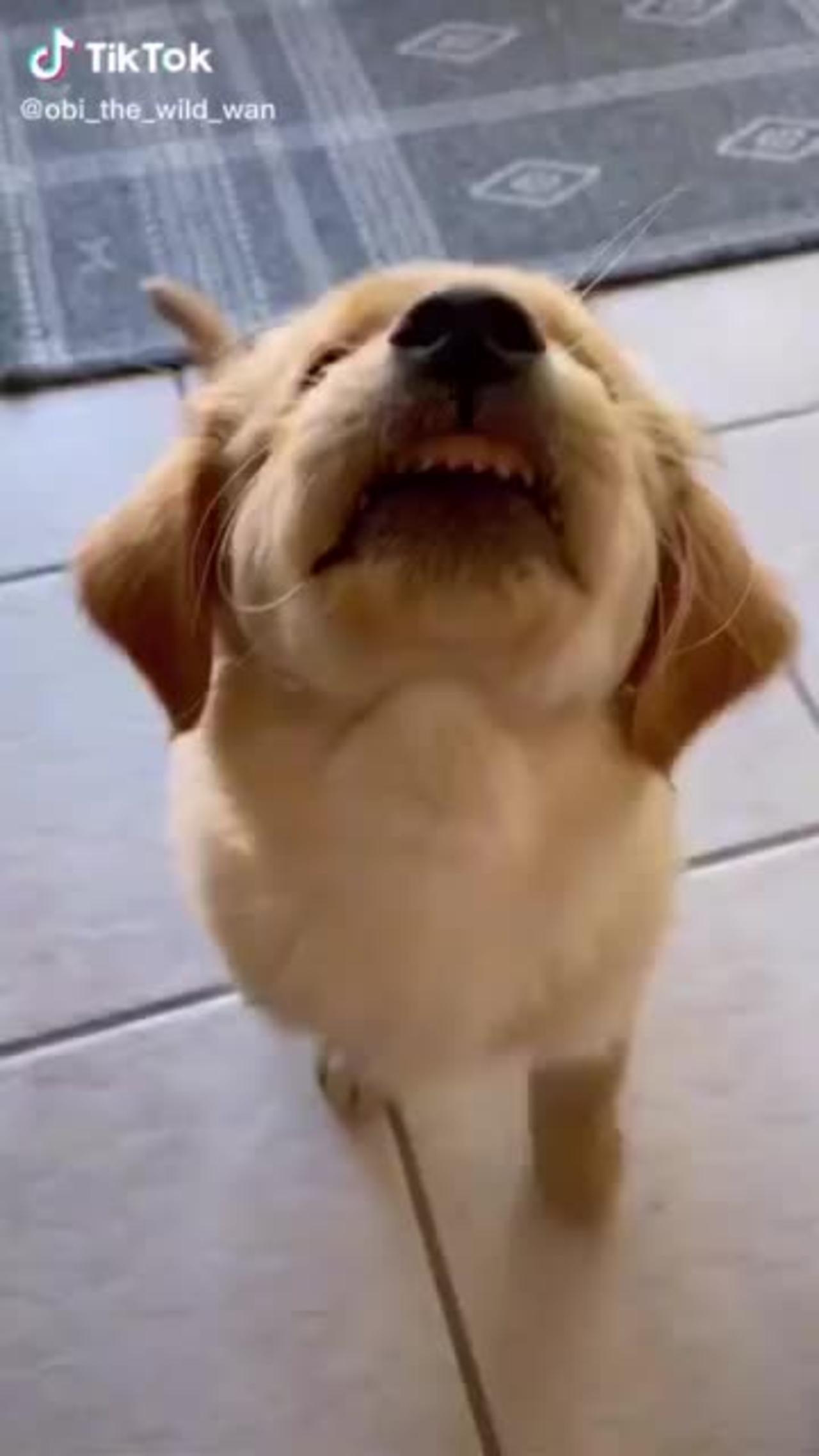 The Best Dog Videos! 🐶 Funniest & Cutest PUPPY Videos 2022 😂