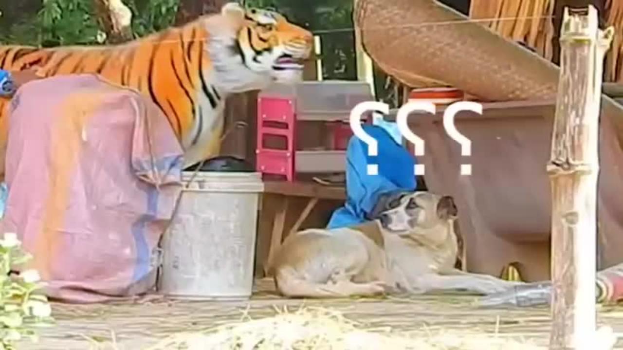 Troll Prank Dog Funny  fake Lion and Fake Tiger Prank To dog  Huge Box Prank to dog