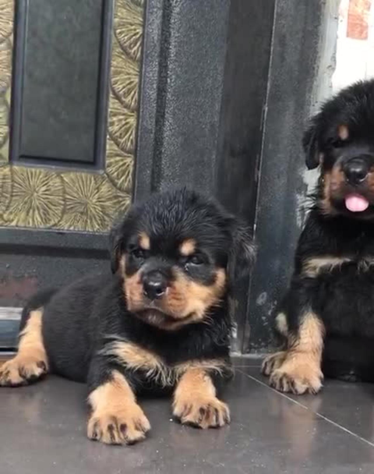 Cute 🥺🥺 and adorable 😍😍 Ped Rot puppies