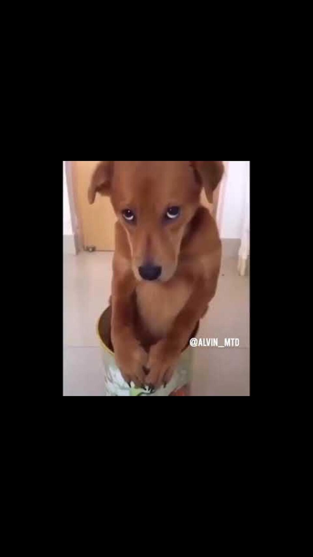 The funny WA story video is really funny.... Dog's reaction when angry
