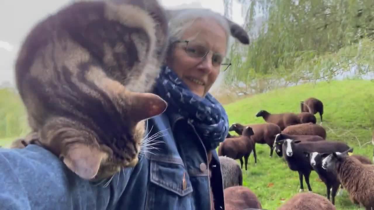 Cat Ovenmitt visits sheep and I rescue him from curious sheep noses