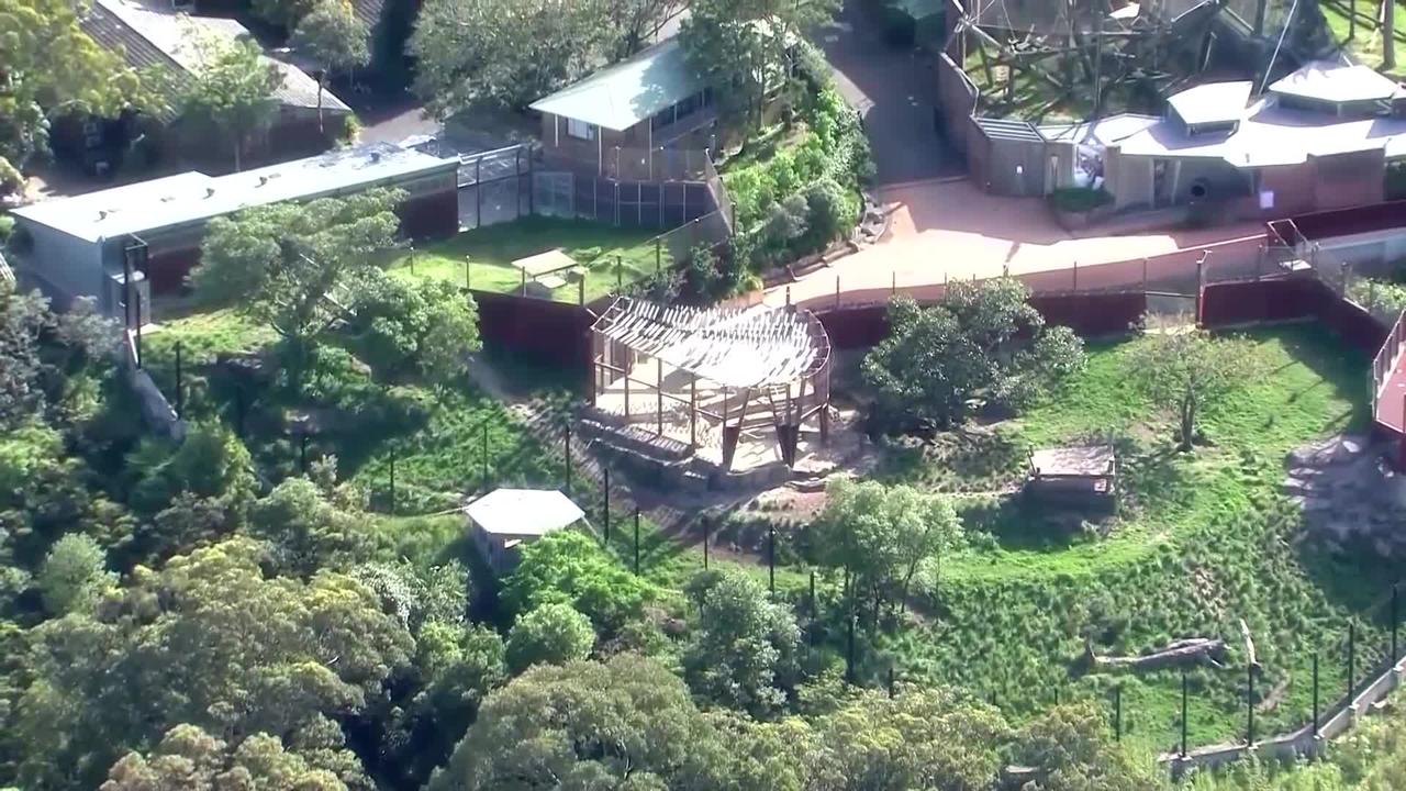 Five lions contained after brief escape at Sydney zoo