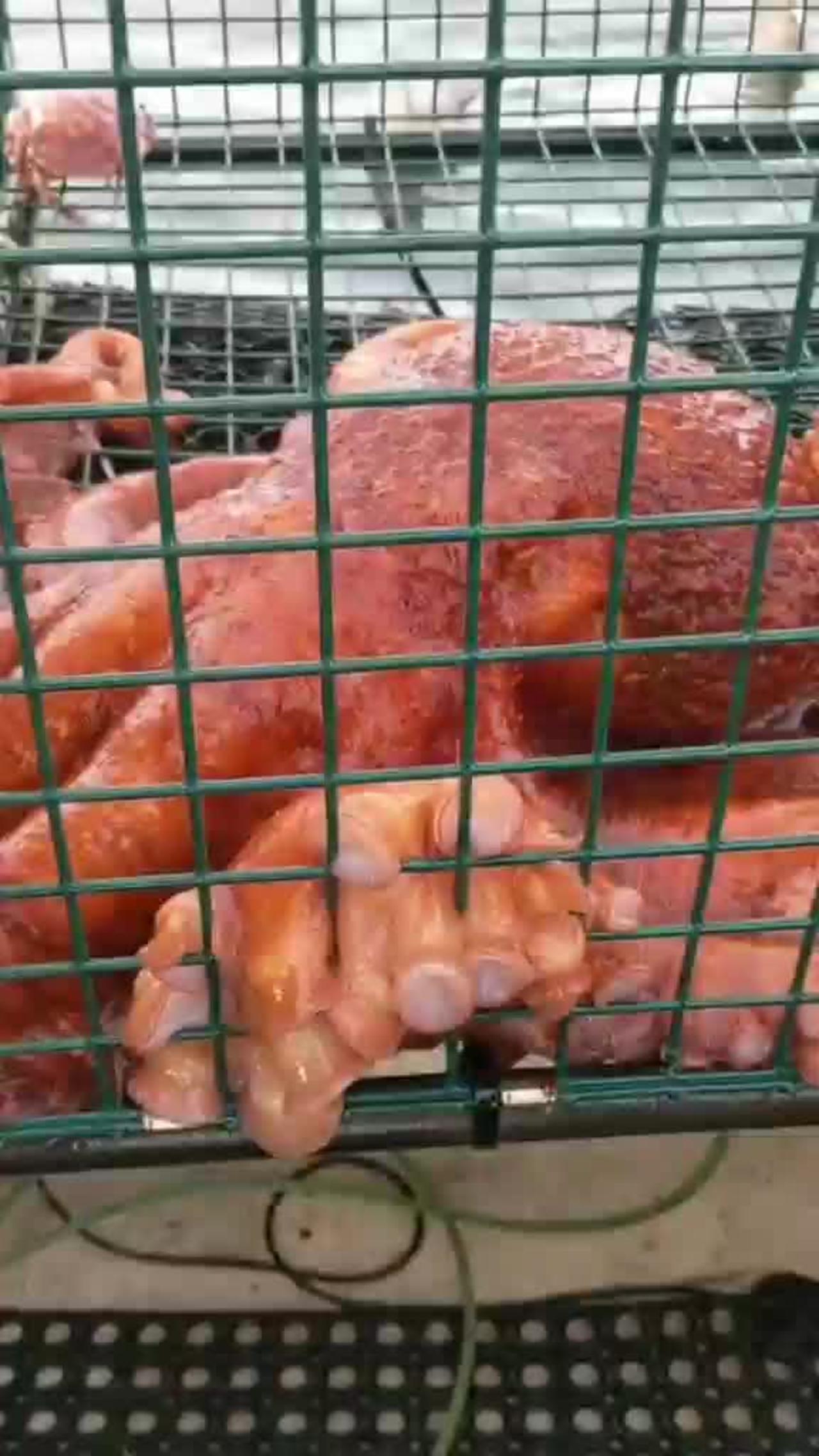 biggest-octopus-caught-on-camera-one-news-page-video