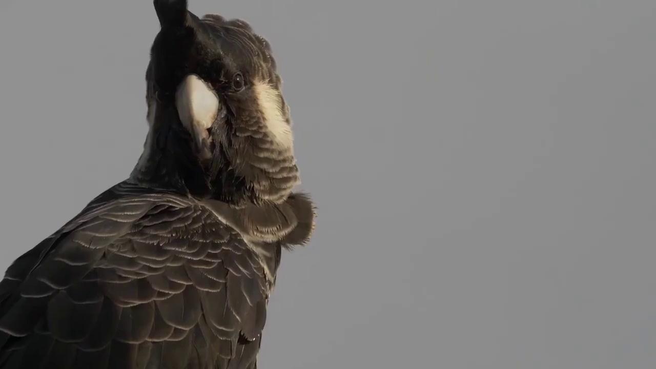Black Cockatoo Crisis Documentary Movie